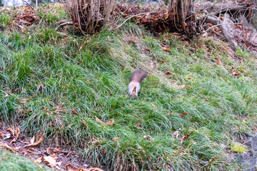 Eichhörnchen sucht nach Essen