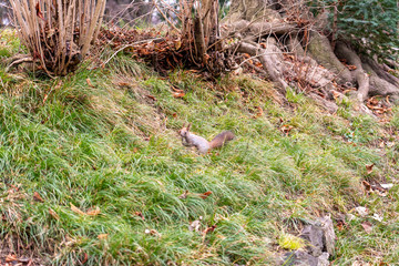 Eichhörnchen sucht nach Essen