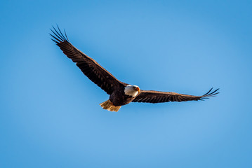 Bald Eagle Soaring In The Sky