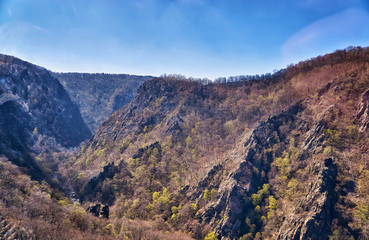 Trees in the Harz Mountains at Hexenberg in Thale. Saxony-Anhalt, Germany