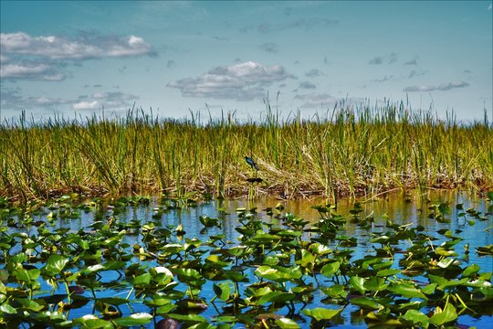 Boat tailed grackle (Quiscalus major) standing alone in the middle of the everglades