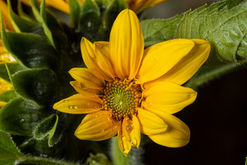 beautiful sunflower plant in the garden