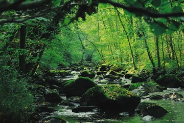 Forest in AutumnForest in Autumn