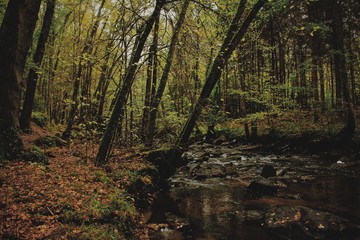 Forest in Autumn