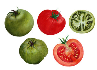Set of isolated green and red tomato. Hand drawn painting in watercolor