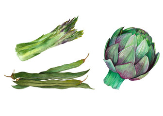 Set of isolated green vegetables with pea,artichoke,asparagus. Hand drawn painting in watercolor