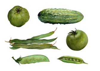 Set of isolated green vegetables with pea,cucumber,asparagus and tomato. Hand drawn painting in watercolor