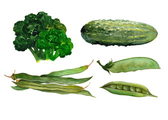 Set of isolated green vegetables with pea,cucumber,asparagus and broccoli. Hand drawn painting in watercolor