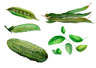Set of isolated green vegetables with pea,basil,asparagus and broccoli. Hand drawn painting in watercolor