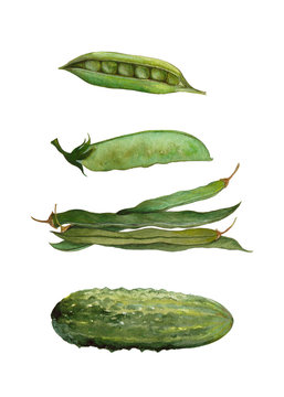 Hand drawn collection of vegetables painted in watercolor. Fresh spring kit of vegetables with green pea, asaragus,cucumber