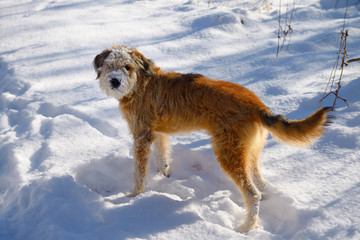 Pet dog on a walk with snow covering face after digging to remove burrs