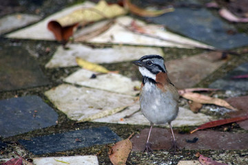 Pájaro sobre baldosa