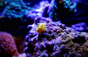 Plakat Yellow small sea cucumber - Colochirus robustus