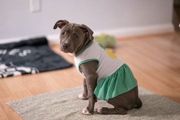 female puppy wearing her new dress is looking at you