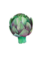 Isolated green artichoke. Hand drawn painting in watercolor