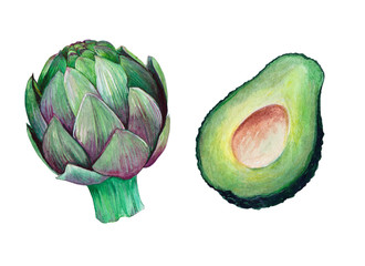 Isolated green artichoke. Hand drawn painting in watercolor