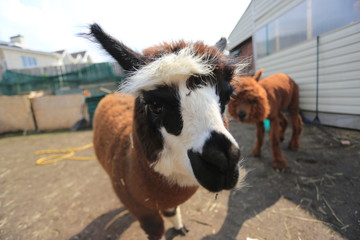 portrait of a beautiful peruvian alpaca