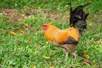 Bantam, stood on the lawn