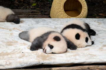 Tiny Newborn Giant Panda Cubs with Researcher at Chengdu Panda Breeding Base in Sichuan China © NEWTRAVELDREAMS