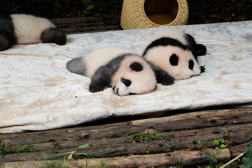 Fototapeta premium Endangered baby Pandas in Chengdu China 