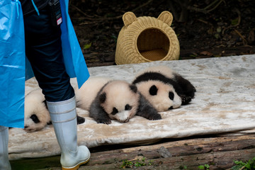 Endangered baby Pandas in Chengdu China 