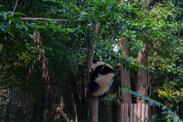 Obraz premium Endangered Giant Panda Bear in Chengdu China 