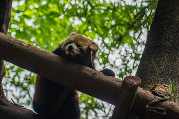 Rare endanger Red Panda in Chengdu China 