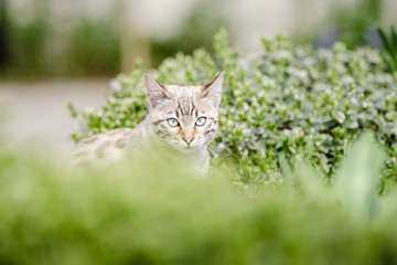 Naklejka na ściany i meble Mink Snow Bengal Kitten hiding in Plants