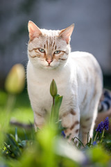White Snow Bengal Looking at Flowers