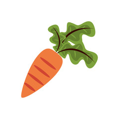 fresh carrot vegetable nature icon