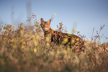 Bengal Cat Outdoor