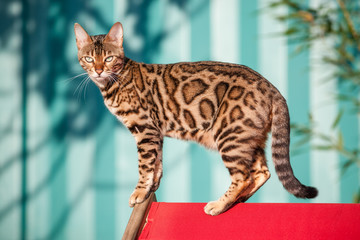 Bengal Cat Outdoor - obrazy, fototapety, plakaty