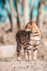 Bengal Cat Outdoor