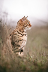 Bengal Cat Outdoor