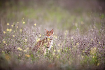 Bengal Cat Outdoor