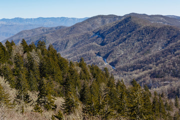 Pine trees with mountains and road with snow