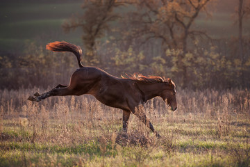 Foal freaking out