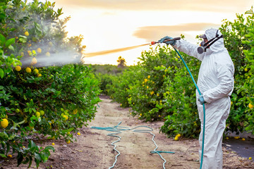 Weed insecticide fumigation. Organic ecological agriculture. Spray pesticides, pesticide on fruit...