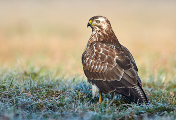 Common buzzard (Buteo buteo) close up