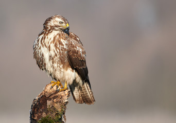Common buzzard (Buteo buteo) close up