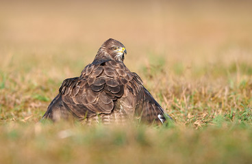 Common buzzard (Buteo buteo) close up