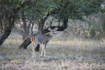 Deer Outside