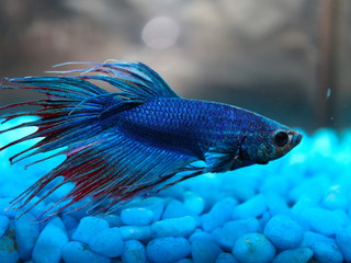 Macro of a Siamese Fighting Fish