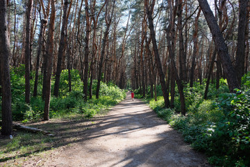 Fototapeta na wymiar Forest path in spring season perspective road. Tall pines and green bushes below, rest in the forest in early spring. A clear spring day.