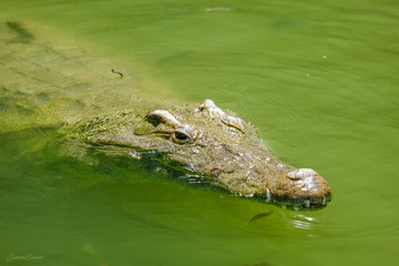 Crocodile