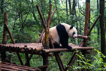 Obraz premium Endangered Giant Panda Bear in Chengdu China 