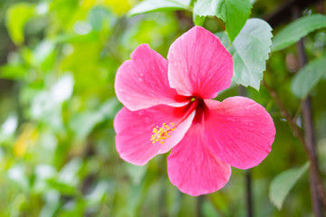 bright pink hibiscus flower in nature