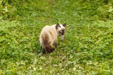 Fototapeta premium Сat caught a mouse. Kitten is on first hunt. Wild Animal plays with prey