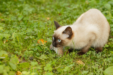 Сat caught a mouse. Kitten is on  first hunt. Wild Animal plays with prey