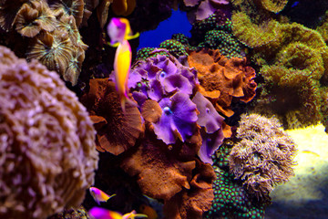 Colorful coral reef with tropical fishes